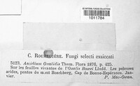Puccinia sorghi image